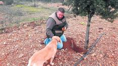 Vicente Guía, con una de sus perras, en su plantación de trufas.