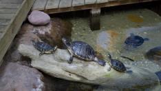 Animales exóticos en el Acuario de Zaragoza