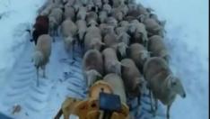 Un ganadero de Camarillas, en Teruel, no dudó en abrirse paso con un "quitanieves especial", como él lo cita, para poner a salvo a sus ovejas