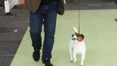 Este fin de semana se ha celebrado la Exposición Internacional y Nacional Caninca de Zaragoza 'Pirineos Aragón Winner', con un especial sobre razas de caza.