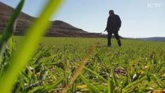 José Manuel Sebastián, agricultor y alcalde de Aniñón, evalúa la situación del cultivo de cereal. Un sector que, según dice, "subsiste gracias a las ayudas".