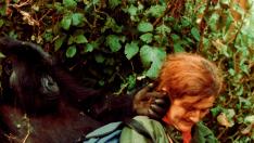 La primatóloga Dian Fossey estudió a los gorilas en Ruanda.