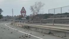 Aparece una bandada de pájaros muertos en la carretera entre Salou y Tarragona.