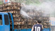 Un hombre rocía con desinfectante unos pollos que son llevados a un mercado de Pekín en 2006.