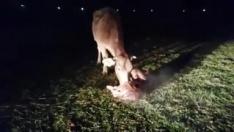 Así lo demuestra un vídeo de un ganadero de Sesué (Benasque) con el parto de una de sus vacas.