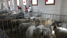 Lote de ganado expuesta en la feria de Cantavieja.