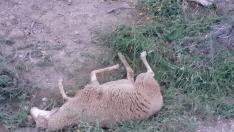 Al menos 18 ovejas muertas en el ataque a un rebaño de Tardienta