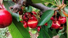 Cosecha de cereza destrozada por el pedrisco