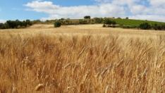 Campo de trigo.