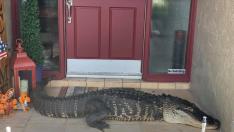 El cocodrilo que se encontró la familia en su puerta.