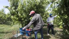 Trabajadores del campo durante la recolección de la fruta en una explotación de Fraga (Huesca)