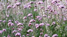 verbena