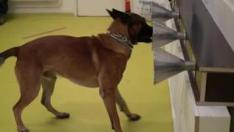 El sentido olfativo de los perros se está convirtiendo en una nueva herramienta en la lucha contra la COVID-19. Un nuevo estudio de la Universidad de Hannover descubre que los perros podrían tener una tasa de éxito del 94%
