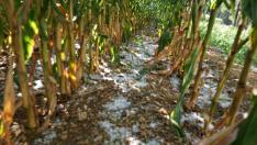 El granizo ha causado importantes daños en plantaciones de maíz.