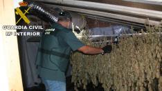 Plantación de marihuana en Alcañiz