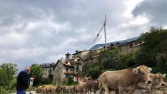El ganado, a su paso este viernes por Cerler para encarar la carretera hacia Benasque.