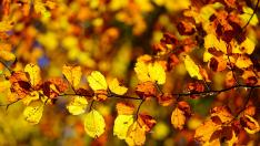 hayedo en otoño