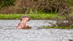 Foto de archivo de un hipopótamo en un lago de Kenia
