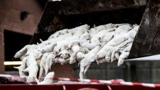 Visones sacrificados en Dinamarca por la covid-19.