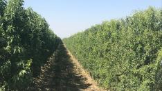 Almendros