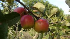 Manzana autóctona de Aragón