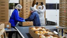 Empresa de fruta en Holanda.