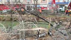 Este viernes los bomberos del Ayuntamiento de Zaragoza han desplegado un importante dispositivo para retirar un árbol de grandes dimensión que cayó al canal este fin de semana debido a la borrasca Filomena.