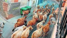 Medio centenar de vacas recorrieron las calles de Teruel -en la foto- el pasado 2 de noviembre.