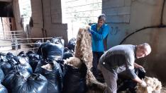 Recogida de lana en una explotación de la comarca de Sobrarbe.
