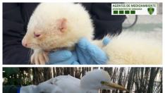 El hurón albino y la garcilla bueyera, los dos ejemplares recuperados por la Unidad Verde.