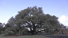 La Carrasca de Lecina es candidata a Árbol Europeo del Año.