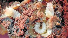 Trufa infestada por larvas de ‘Leiodes cinnamomeus’ la principal plaga que afecta al Tuber melanosporum, hongo en el que provoca un descenso de la producción y de la calidad.