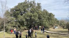Última semana para lograr que la Carrasca de Lecina sea el árbol de Europa
