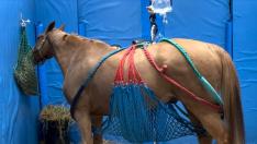 Uno de los caballos afectados por la rinoneumonitis, en su cuadra.