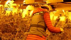 La Guardia Civil descubre 2.600 plantas de marihuana en tres naves cerca de Zaragoza