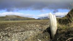 Colmillo de mamut lanudo emergiendo del permafrost en la isla central de Wrangel, situada en el noreste de Siberia.