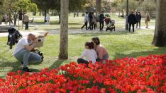 Los tulipanes convierten al Parque Grande en un 'photocall' primaveral.