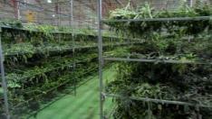 La Guardia Civil interviene más de 4 toneladas de marihuana en Villel