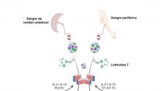 Esquema del protocolo de aislamiento y activación de células NK expandidas (eNK)