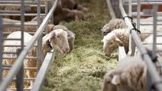 Ovejas en la Feria Internacional de la Maquinaria Agrícola en Zaragoza. FIMA