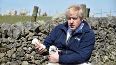 Boris Johnson alimenta a un cordero durante una visita a la granja Moor en Stoney Middleton dentro de la campaña electoral.
