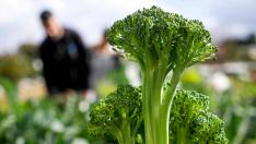 Brócoli