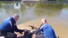 Policías municipales de Madrid devuelven los patos al lago de la Casa de Campo