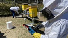 Un equipo de investigadores de la UAB ha realizado un seguimiento de dos años, entre marzo de 2019 y febrero de 2021, del apiario experimental 'UABee'.