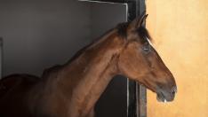 Foto de archivo de un caballo