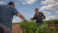 Los hermanos García, viticultores de Paniza, visitando ayer los viñedos para evaluar los daños. macipe