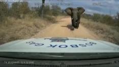 Un elefante enfurecido embiste una camioneta en una reserva de Sudáfrica
