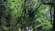 El personal del Parque Nacional de Ordesa se ha encontrado este viernes este árbol en el km 10 de la carretera del cañón de Añisclo.