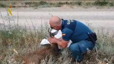Un agente del Seprona de la Guardia Civil atiende al corzo herido en un canal cercano a Vicién.