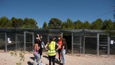 Traslado de gatos a las colonias felinas de El Guano, en Zaragoza